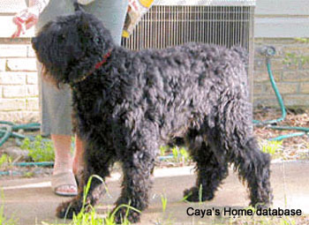 Bouvier ISHTAR XANDRA v CAYA'S HOME